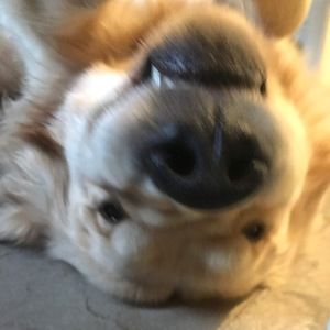 Meet your Posher, Lacy